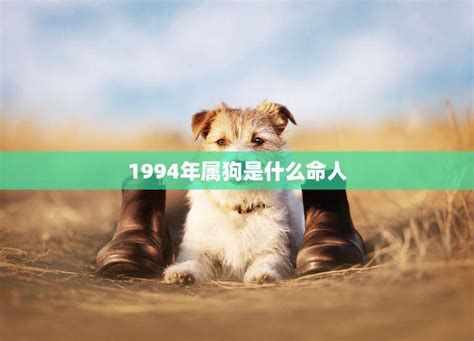 1994年属狗|94年属狗是什么命 94年属狗的是什么命